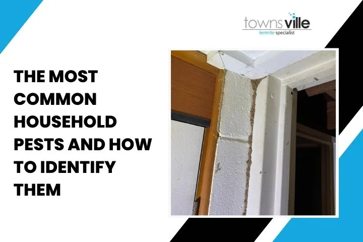 The Most Common Household Pests and How to Identify Them