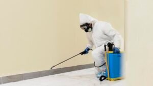 Effective Termite Control for Adelaide Hills Properties
